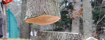 Reliable Port Ewen, NY Tree Care Solutions