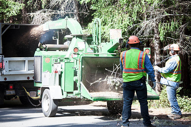 How Our Tree Care Process Works  in  Port Ewen, NY